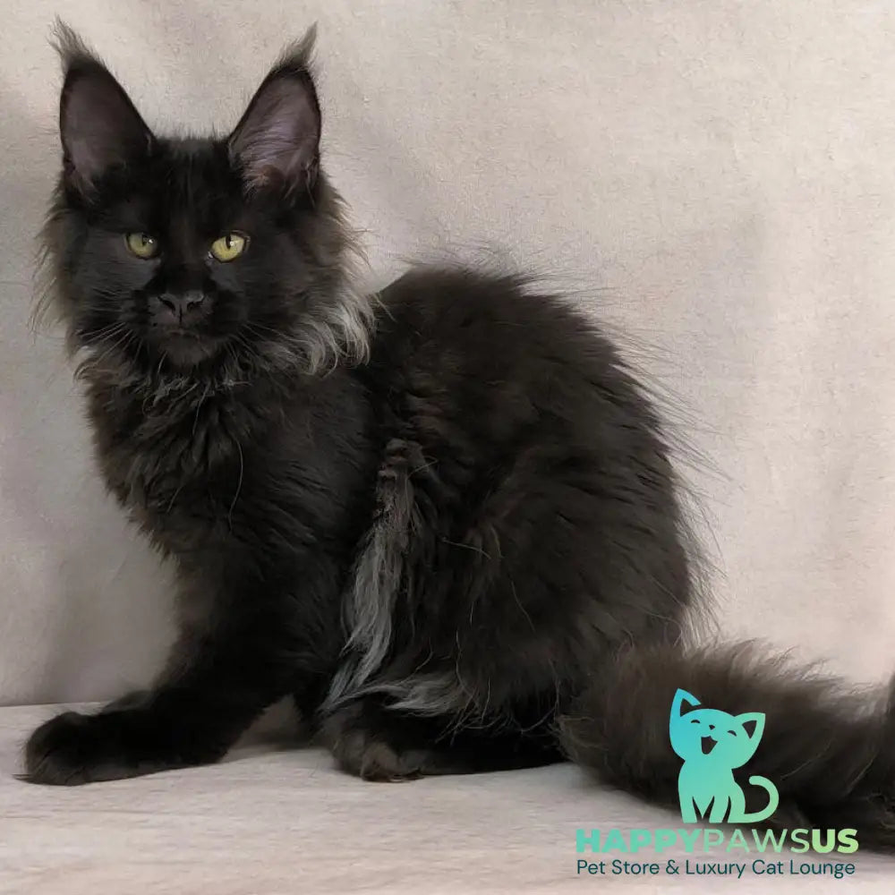 Freya Maine Coon polydactyl female black - live animals