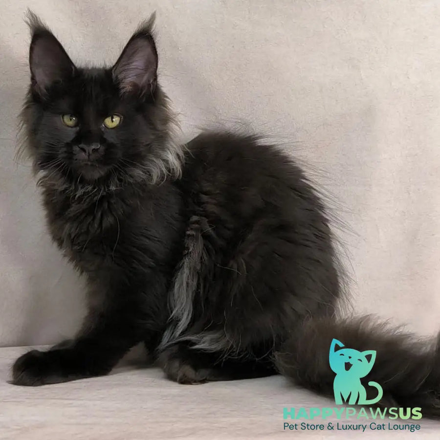 Freya Maine Coon polydactyl female black - live animals
