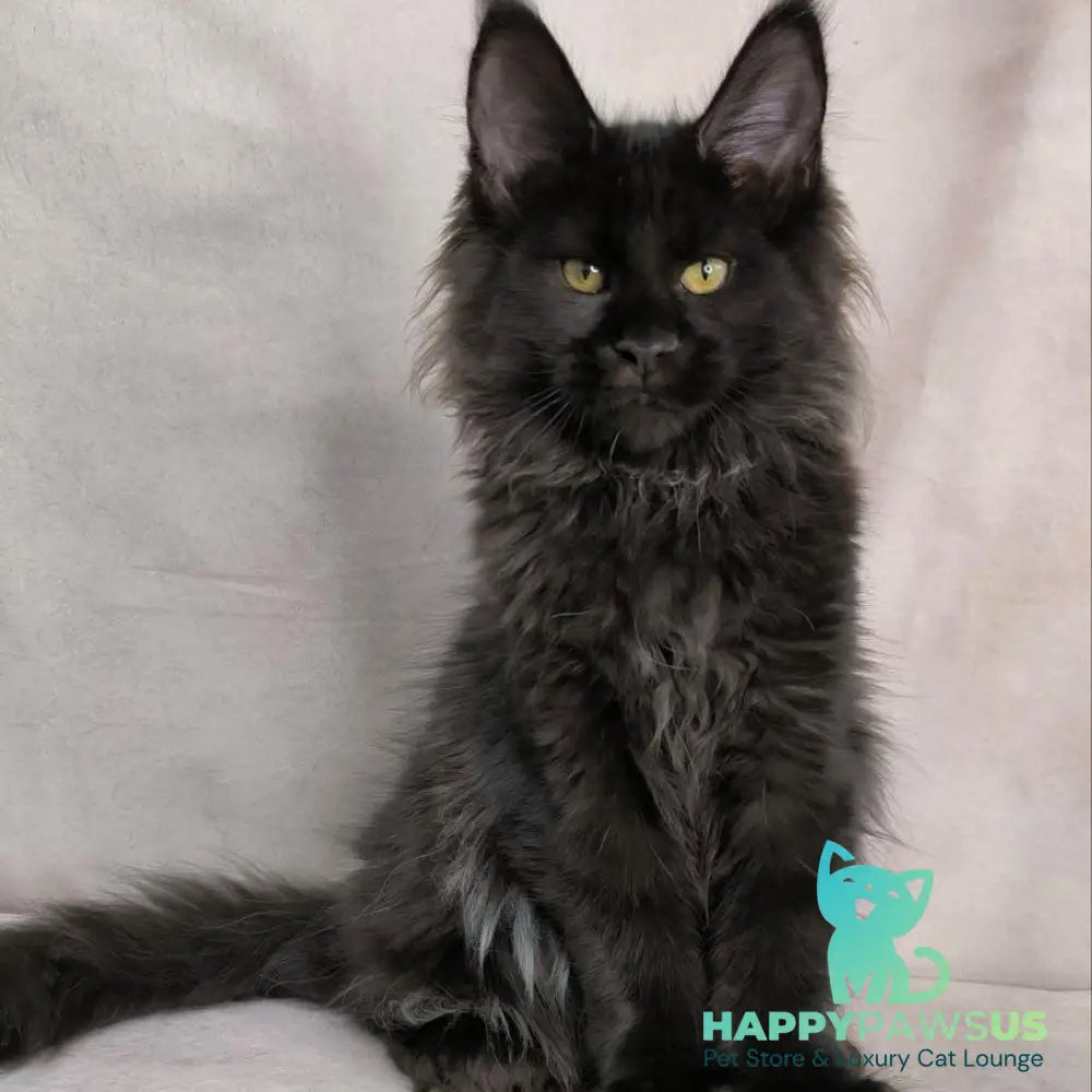 Freya Maine Coon polydactyl female black - live animals