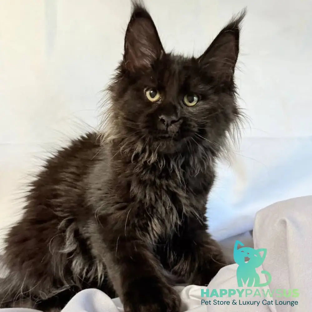 Freya Maine Coon polydactyl female black - live animals