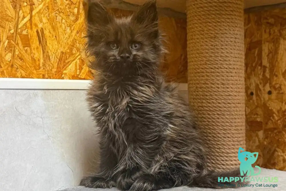 Freya Maine Coon polydactyl female black - live animals