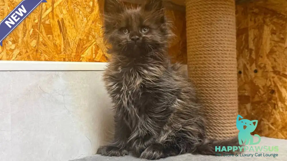 Freya Maine Coon polydactyl female black - live animals