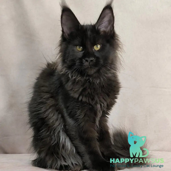 Freya Maine Coon polydactyl female black - live animals