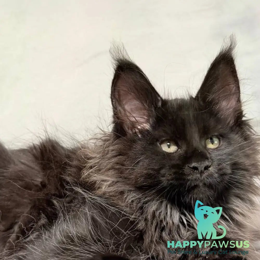 Freya Maine Coon polydactyl female black - live animals