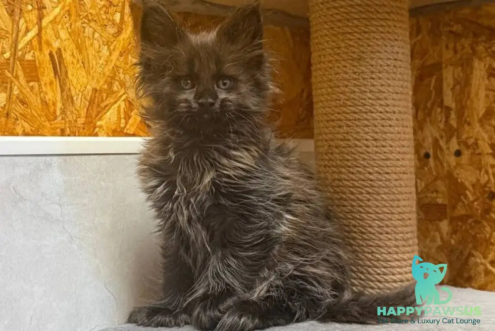 Freya Maine Coon polydactyl female black - live animals