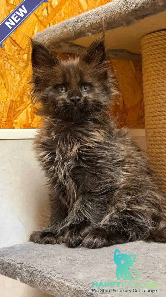 Freya Maine Coon polydactyl female black - live animals