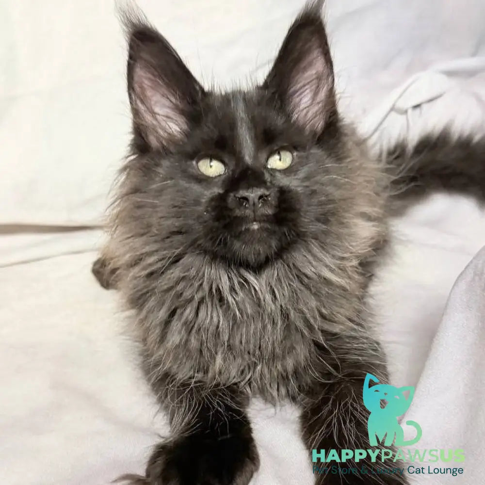 Freya Maine Coon polydactyl female black - live animals
