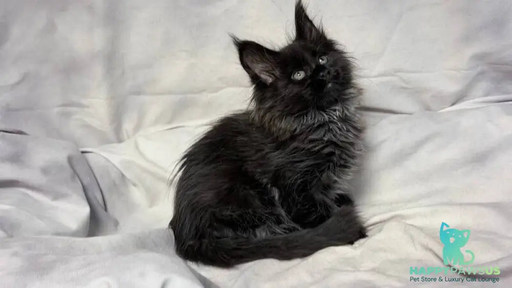 Freya Maine Coon polydactyl female black - live animals