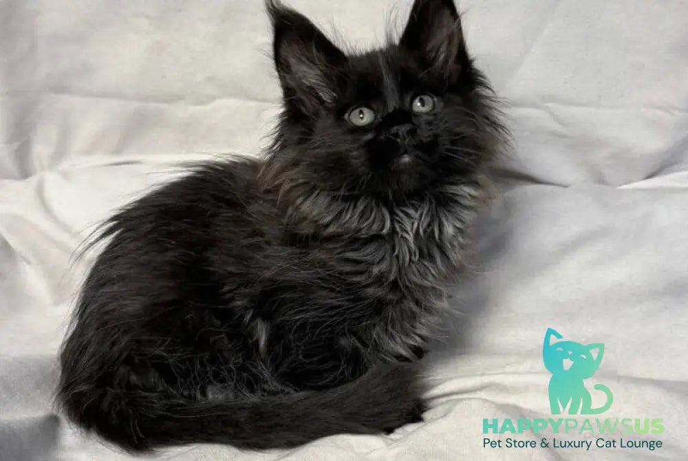 Freya Maine Coon polydactyl female black - live animals