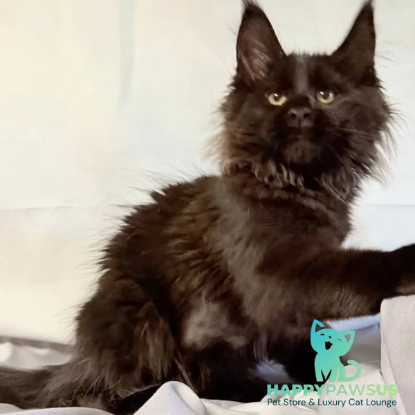 Freya Maine Coon polydactyl female black - live animals