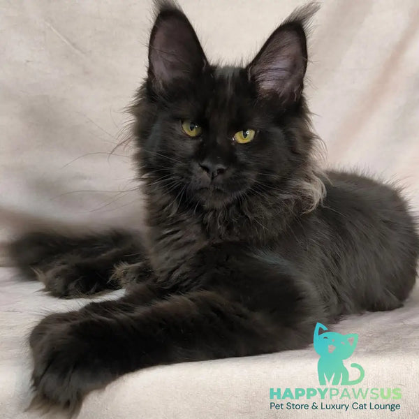 Freya Maine Coon polydactyl female black - live animals