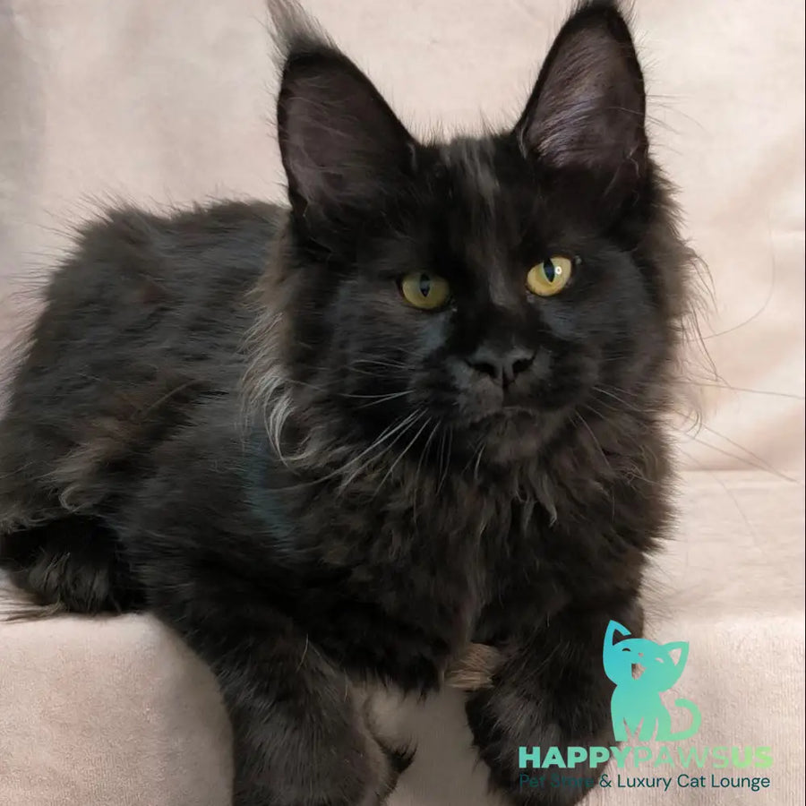 Freya Maine Coon polydactyl female black - live animals