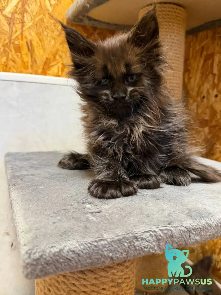 Freya Maine Coon polydactyl female black - live animals