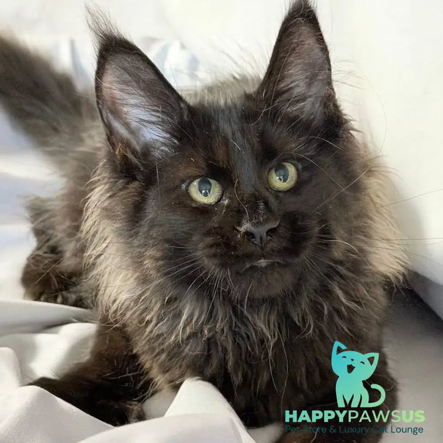 Freya Maine Coon polydactyl female black - live animals
