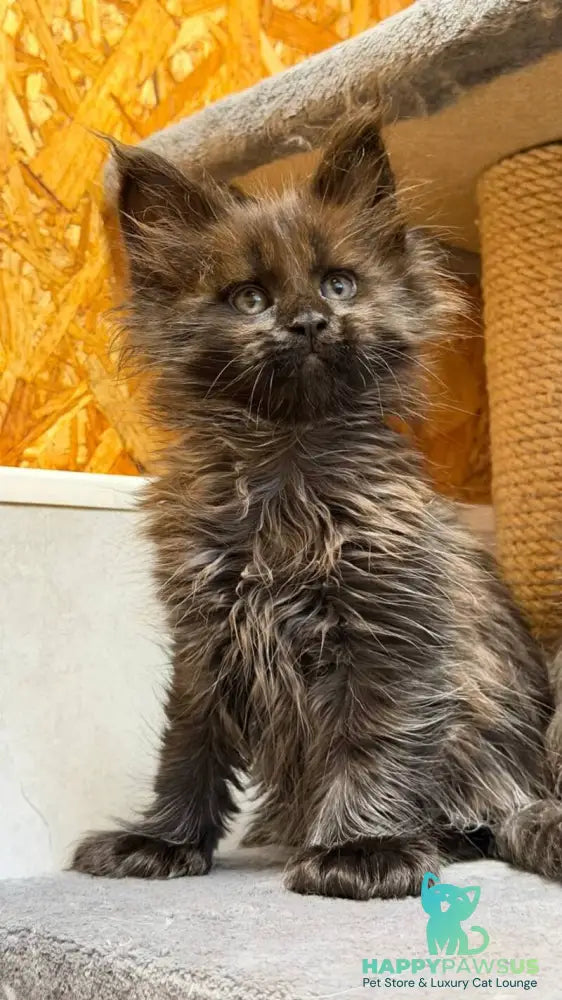 Freya Maine Coon polydactyl female black - live animals