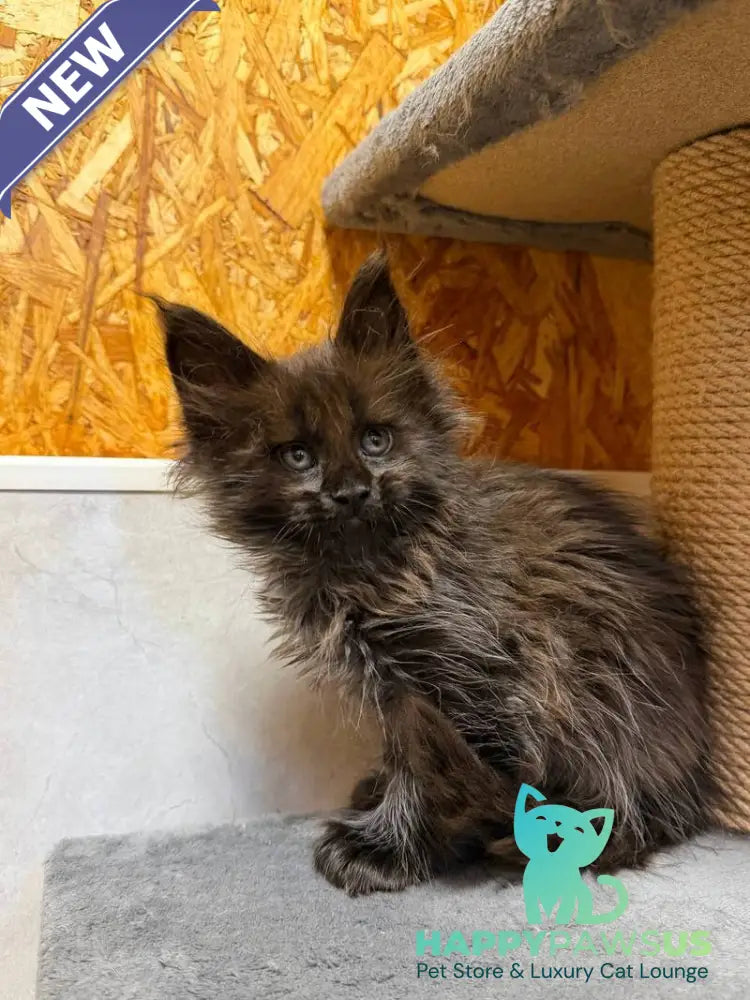 Freya Maine Coon polydactyl female black - live animals