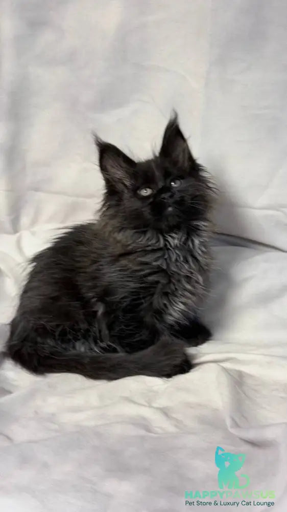 Freya Maine Coon polydactyl female black - live animals