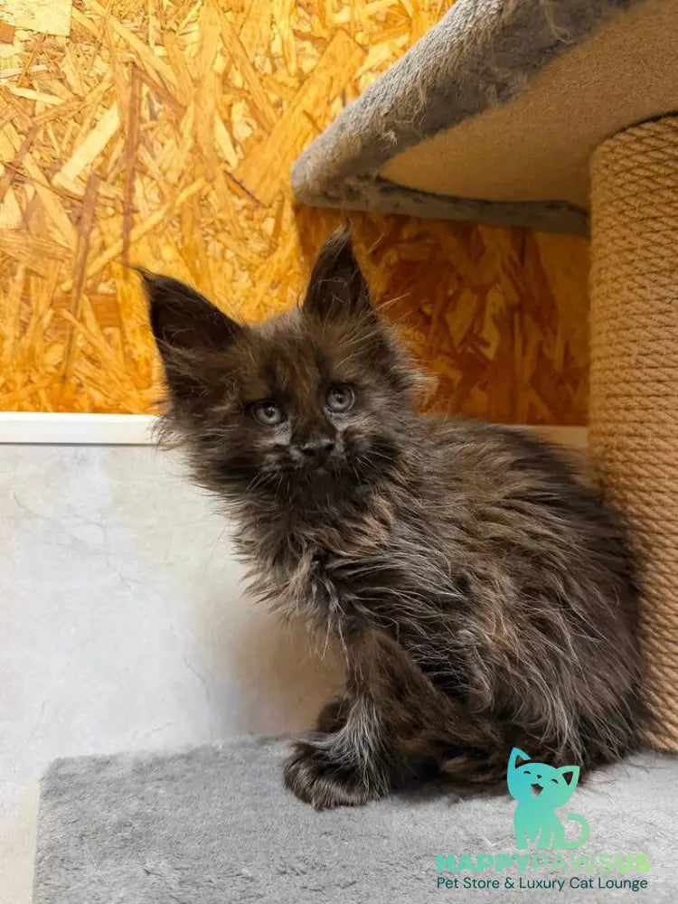 Freya Maine Coon polydactyl female black - live animals