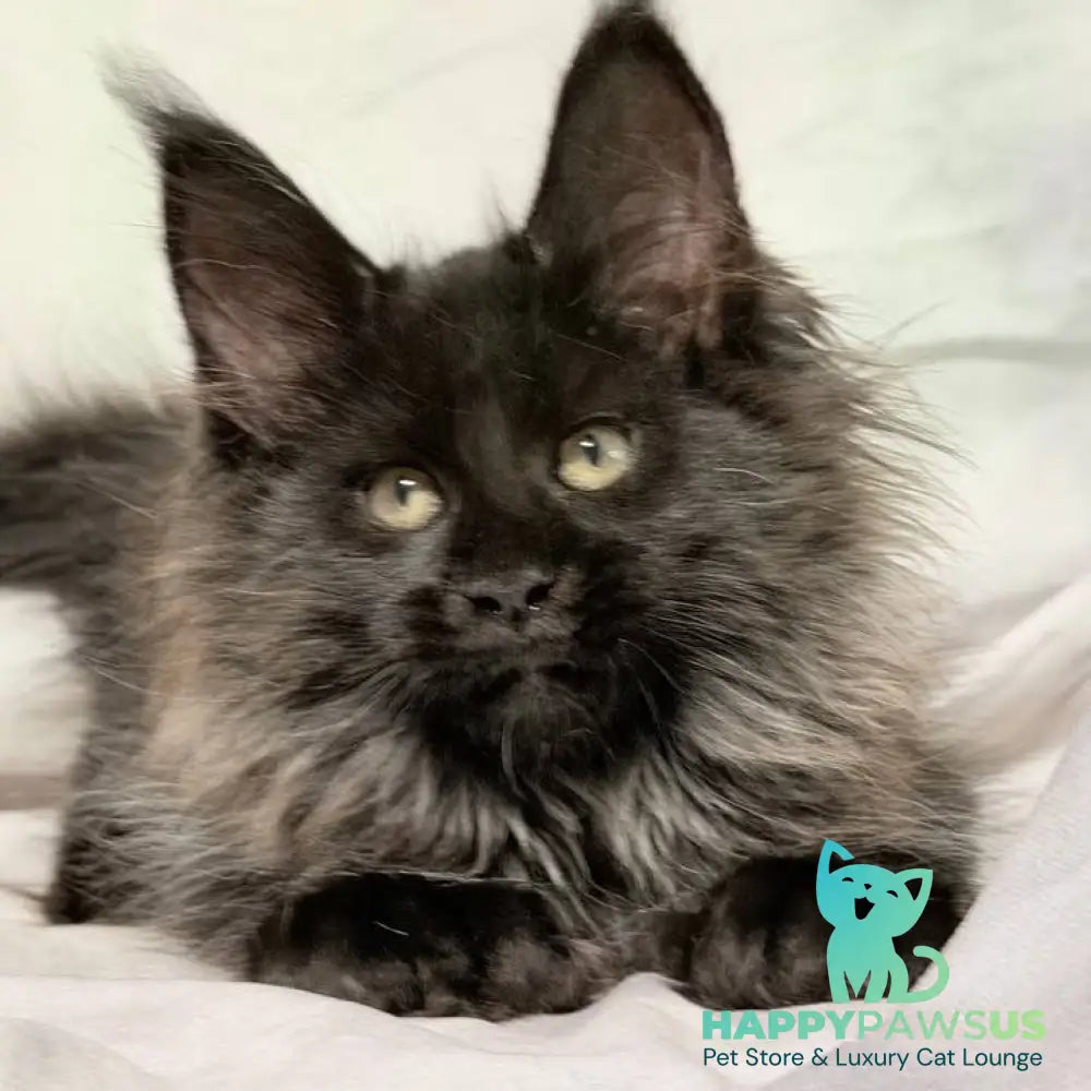 Freya Maine Coon polydactyl female black - live animals