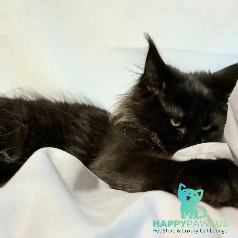 Freya Maine Coon polydactyl female black - live animals