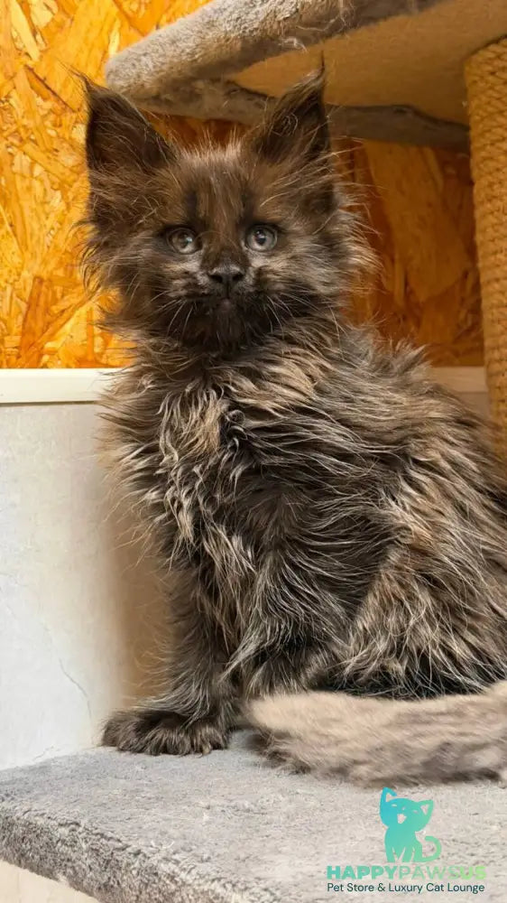 Freya Maine Coon polydactyl female black - live animals