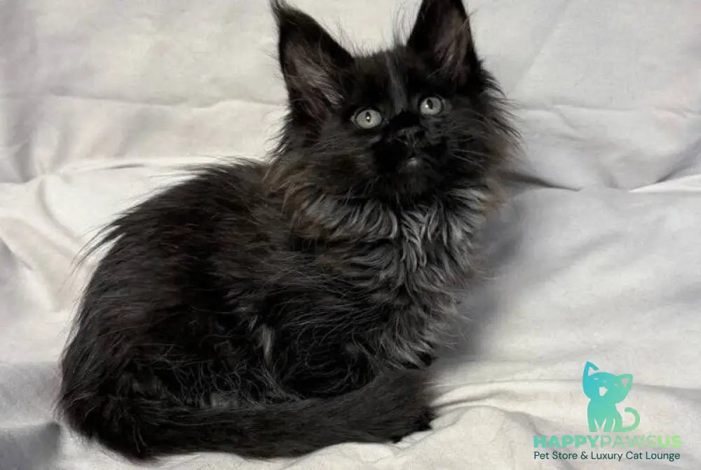 Freya Maine Coon polydactyl female black - live animals