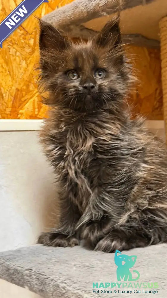 Freya Maine Coon polydactyl female black - live animals