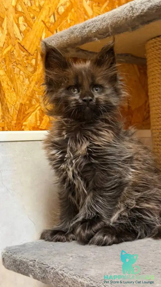 Freya Maine Coon polydactyl female black - live animals