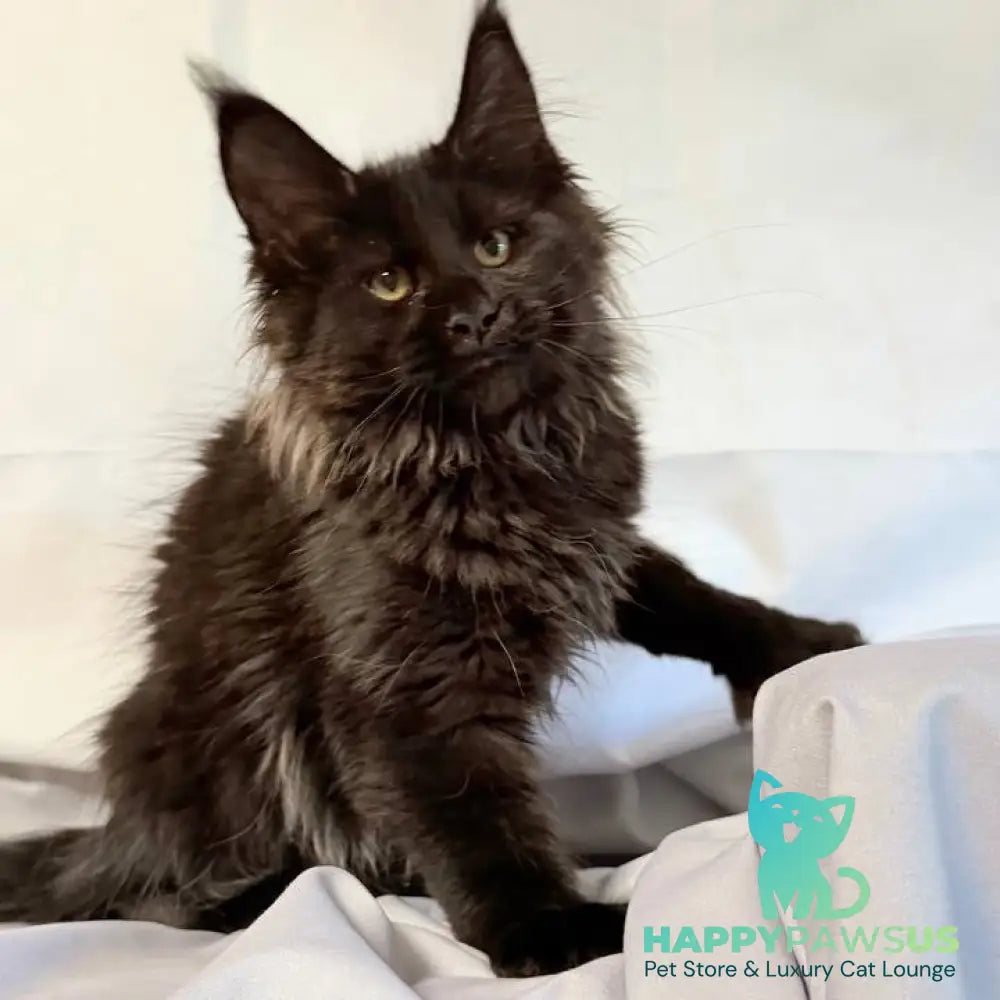 Freya Maine Coon polydactyl female black - live animals