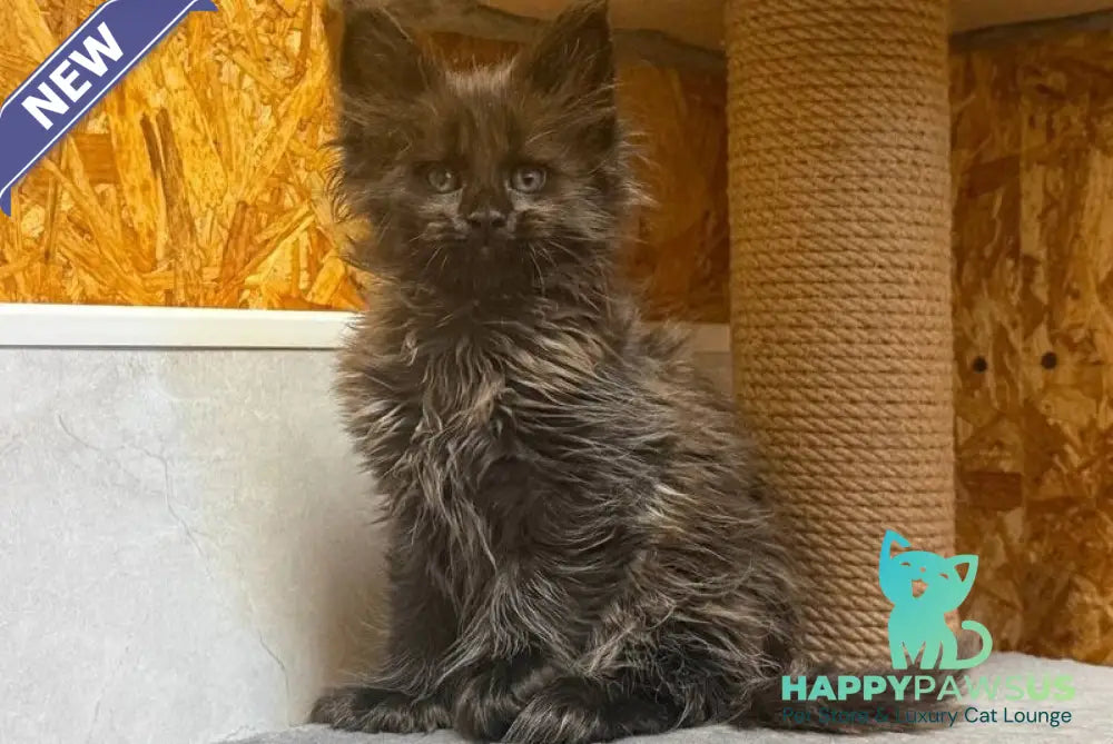 Freya Maine Coon polydactyl female black - live animals