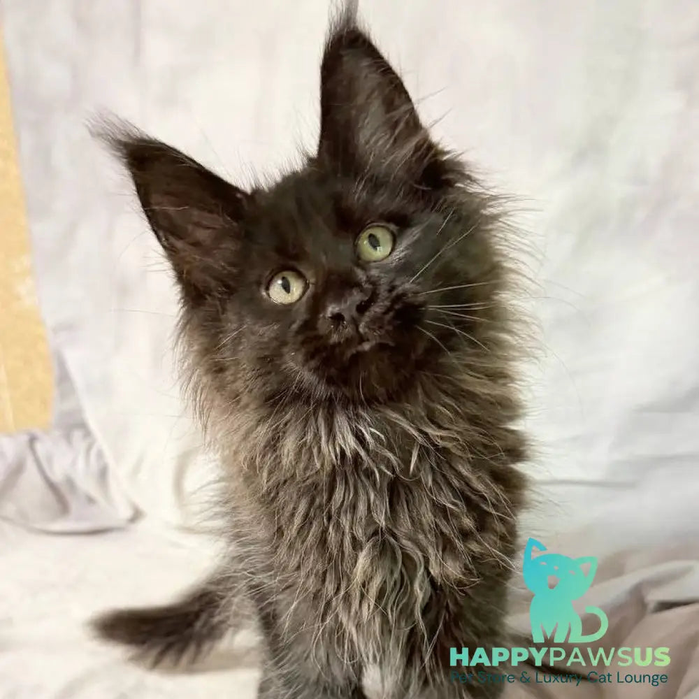Freya Maine Coon polydactyl female black - live animals