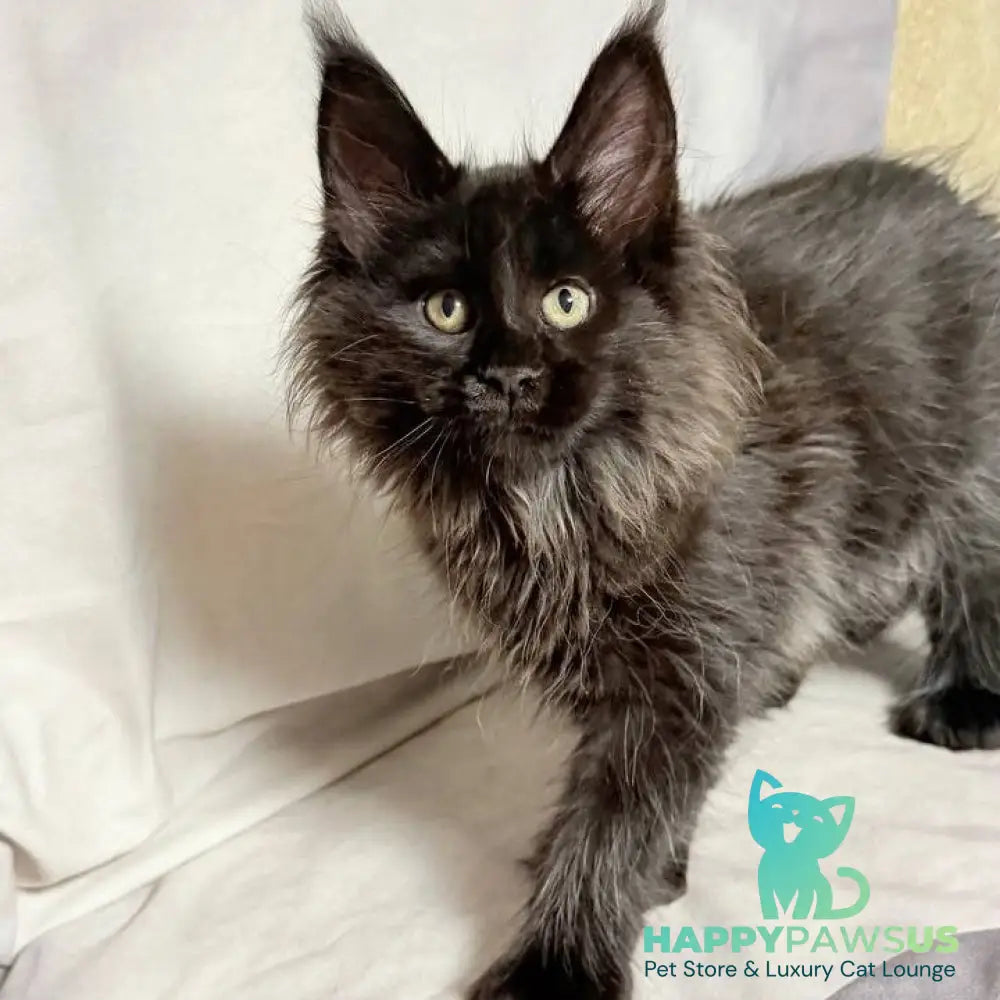 Freya Maine Coon polydactyl female black - live animals