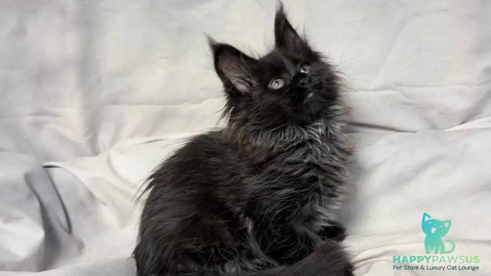 Freya Maine Coon polydactyl female black - live animals