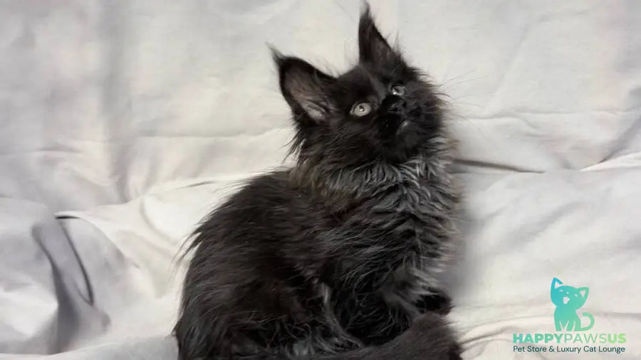 Freya Maine Coon polydactyl female black - live animals