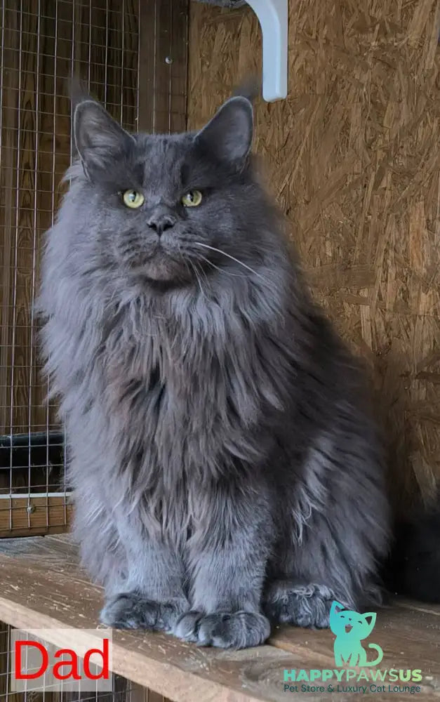 Freya Maine Coon polydactyl female black - live animals