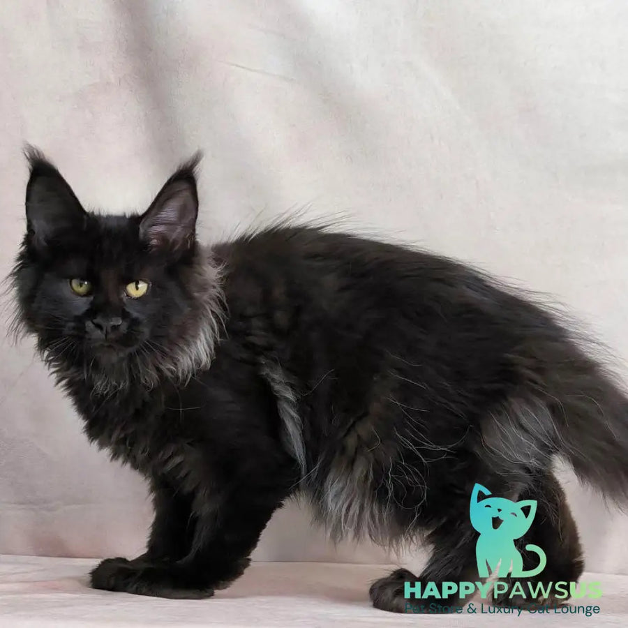 Freya Maine Coon polydactyl female black - live animals