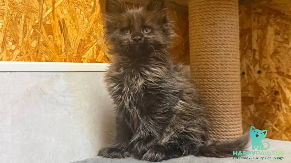 Freya Maine Coon polydactyl female black - live animals