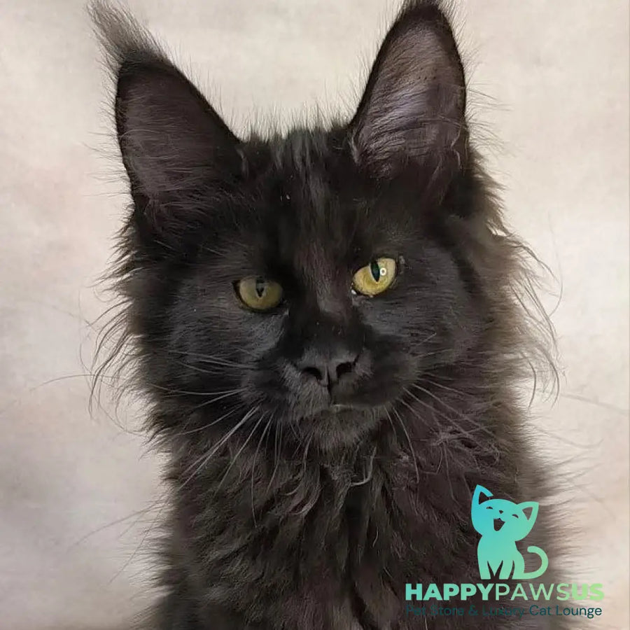 Freya Maine Coon polydactyl female black - live animals