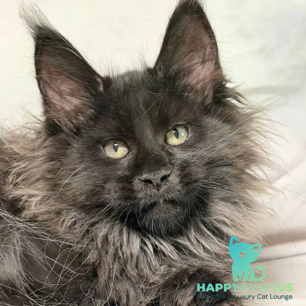 Freya Maine Coon polydactyl female black - live animals