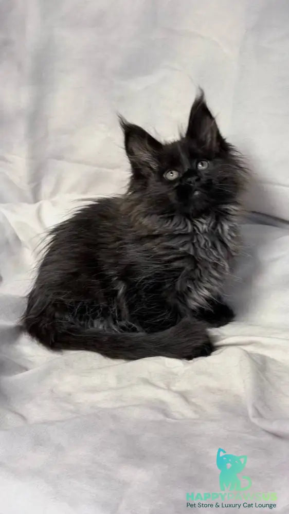 Freya Maine Coon polydactyl female black - live animals