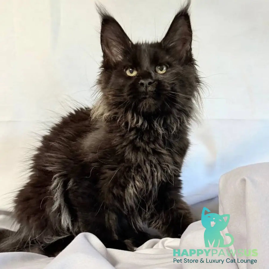 Freya Maine Coon polydactyl female black - live animals