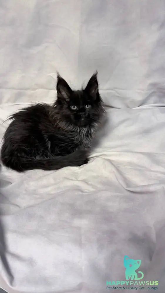 Freya Maine Coon polydactyl female black - live animals