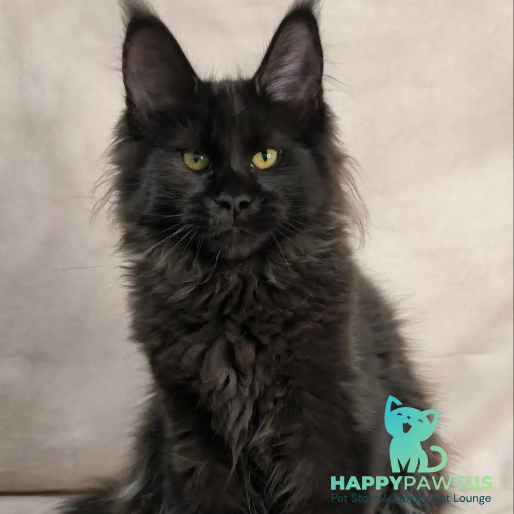 Freya Maine Coon polydactyl female black - live animals