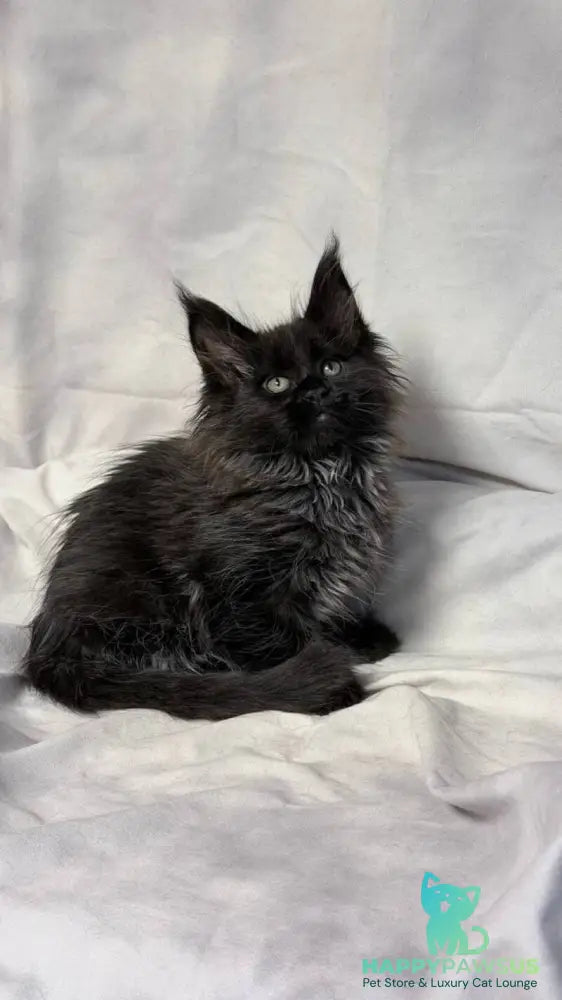 Freya Maine Coon polydactyl female black - live animals