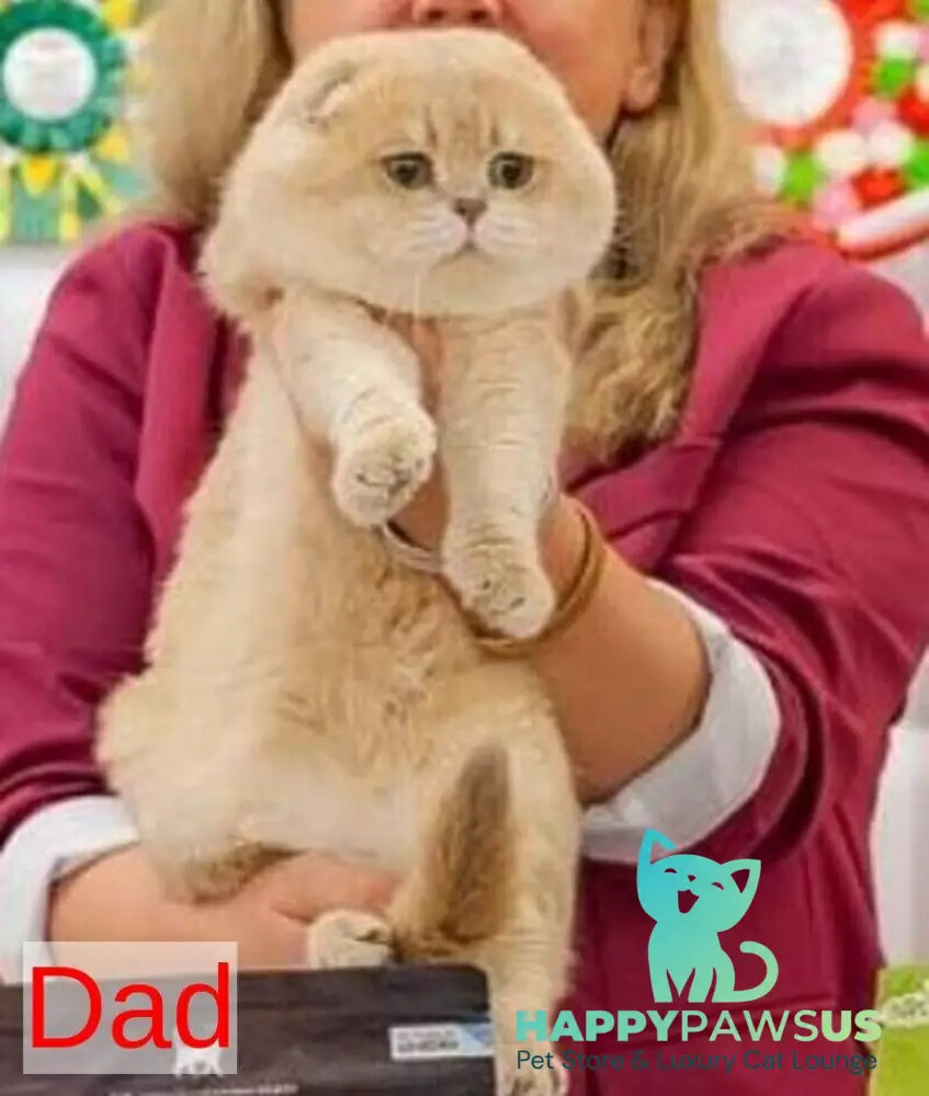 Freya Scottish Fold female black golden shaded - live animals