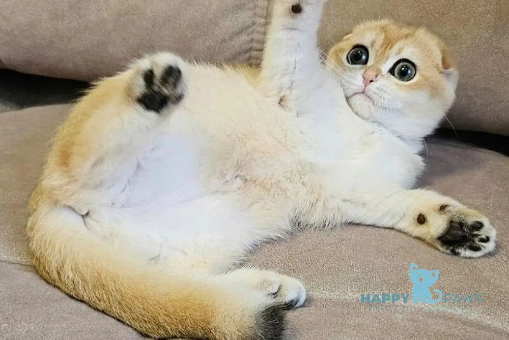 Freya Scottish Fold female black golden shaded - live animals