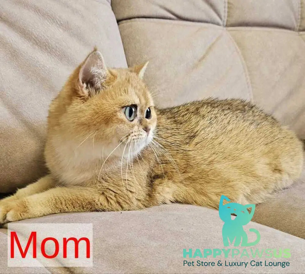 Freya Scottish Fold female black golden shaded - live animals