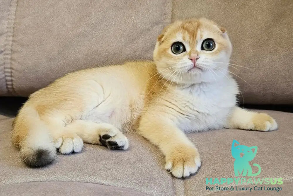 Freya Scottish Fold female black golden shaded - live animals