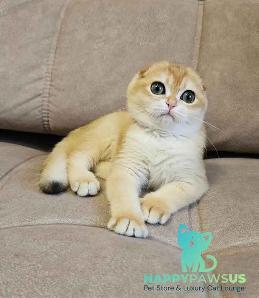 Freya Scottish Fold female black golden shaded - live animals