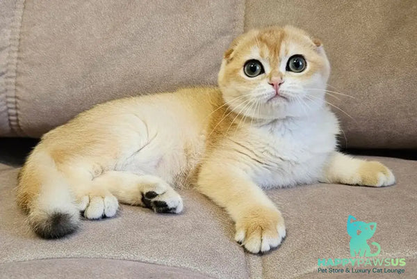 Freya Scottish Fold female black golden shaded - live animals